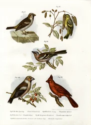 Gorrión Común, 1864